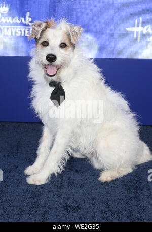 Hallmark Channel e Hallmark Film & Misteri estate 2019 TCA Press Tour con: Felice il cane Dove: Beverly Hills, in California, negli Stati Uniti quando: 27 lug 2019 Credit: FayesVision/WENN.com Foto Stock