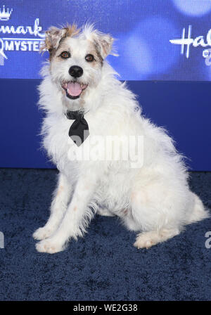 Hallmark Channel e Hallmark Film & Misteri estate 2019 TCA Press Tour con: Felice il cane Dove: Beverly Hills, in California, negli Stati Uniti quando: 27 lug 2019 Credit: FayesVision/WENN.com Foto Stock