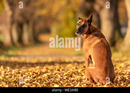 Brown cane è seduto nella foresta di autunno e mostra il suo retro. Malinois Ridgeback rhodesiano hybrid Foto Stock