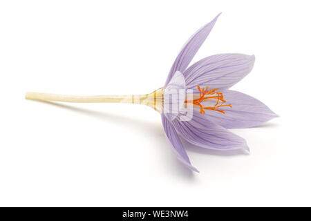 Unico fiore Crocus isolati su sfondo bianco Foto Stock