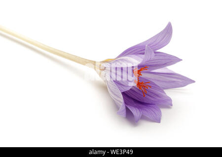 Unico fiore Crocus isolati su sfondo bianco Foto Stock