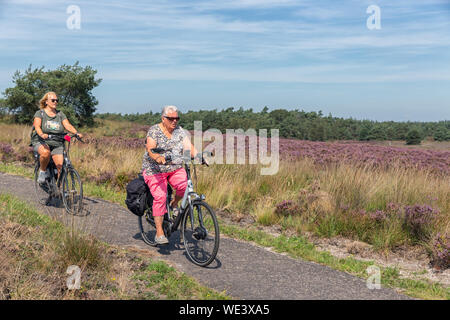 Due donne in bicicletta attraverso la fioritura viola heath in Olandese Veluwe Foto Stock