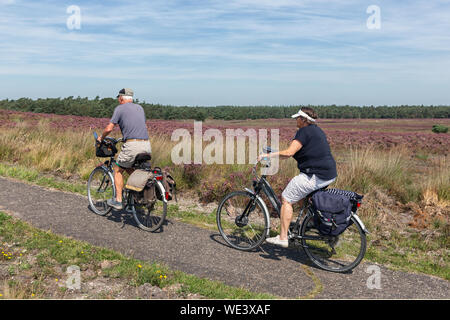 Due persone in bicicletta attraverso la fioritura viola heath in Olandese Veluwe Foto Stock