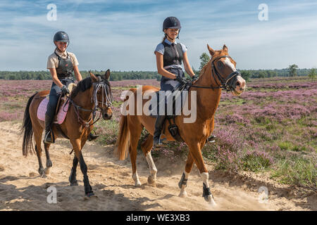 Le ragazze di equitazione attraverso heath in olandese del parco nazionale Veluwe Foto Stock