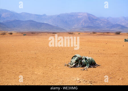 Welwitschia mirabilis fiore nel deserto del Namib sulla sabbia, cielo blu e le montagne sullo sfondo, antiche specie endemiche di piante del Deserto della Namibia e Angola, Africa Foto Stock