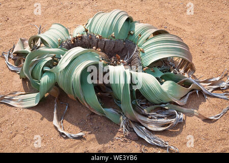 Welwitschia mirabilis fiore sul deserto del Namib sfondo vista superiore close up, antiche specie endemiche di piante del Deserto della Namibia e Angola, Sud Africa Foto Stock