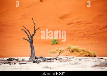 Bella morto albero essiccato su orange duna di sabbia sfondo, Naukluft Parco Nazionale di Namib Desert, Namibia, Sud Africa Foto Stock