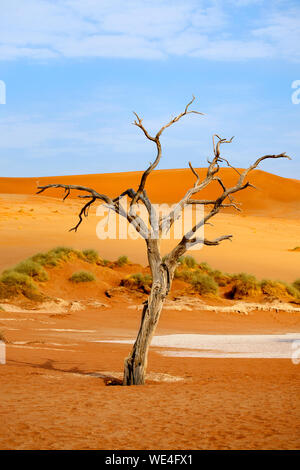 Il cammello essiccato acacia sulle dune di sabbia arancione e blu brillante sullo sfondo del cielo, Naukluft Parco Nazionale di Namib Desert, Namibia, Sud Africa Foto Stock