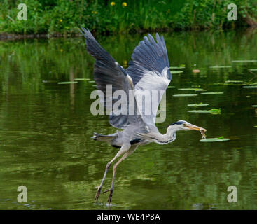 Airone cenerino con pesce in volo Foto Stock