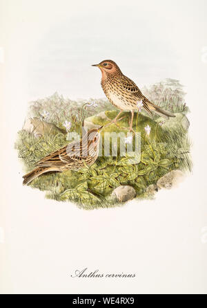 Due piccoli uccelli marroni e neri punteggiati su un terreno roccioso e erboso all'aperto nella natura. Vecchia illustrazione di Pipit rosso-Throtated (Anthus cercinus). Di John Gould Publ. A Londra 1862 - 1873 Foto Stock
