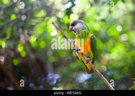 Senegal parrot o Poicephalus senegalus siede su albero verde close up, giallo ang colore verde parrocchetto sul ramo uccelli da voliera Eden Park, Sud Africa Foto Stock