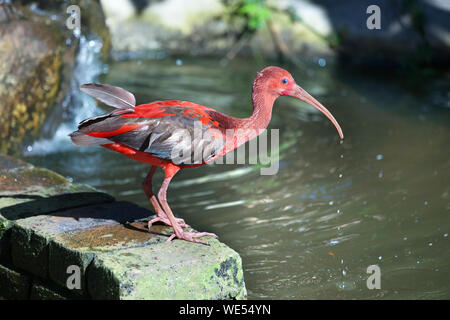 Il novellame di rosso e grigio Scarlet Ibis Bird sorge sulla pietra sul laghetto di acqua background soleggiata giornata estiva close up, tropicali del Sud America e dei Caraibi bird Foto Stock