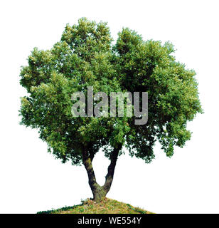 Quercia verde con doppio tronco isolato su sfondo bianco. Foto Stock