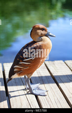 Dendrocygna bicolor sibilo duck fulvous colore sulle sue acque azzurre del lago, alberi verdi e lo sfondo di legno vicino, bella duck Foto Stock