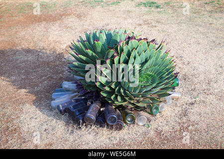 Aloe polyphylla o spirale aloe close up, evergreen succulenti Maluti gamma di montagna di Drakensberg, endemica, simbolo nazionale Lesotho, Sud Africa Foto Stock