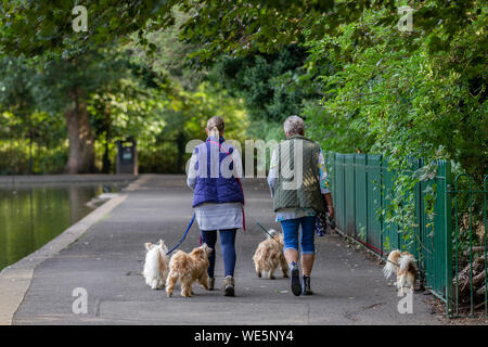 Northampton, Regno Unito. Il 30 agosto 2019. Meteo. Meteo autunnale questa mattina per il cane walkers a Abington Park, la maggior parte indossando indumenti extra a causa dello scambiatore di calore aria del mattino. Credito: Keith J Smith./Alamy Live News Foto Stock