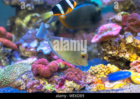 Il pesce nuota in acqua e vita sottomarina molto vivace e la bella e la gente spesso fare acquario coperto per il feng shui Foto Stock