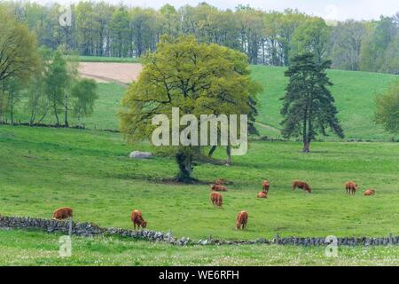 Francia, Aveyron, Murs de Barrez, Carladez Foto Stock