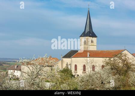 Francia, Meurthe et Moselle, Cotes de Toul, Lagney, San Clemente chiesa del villaggio e cherry plum alberi in fiore Foto Stock