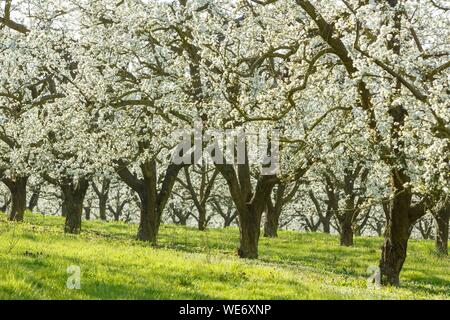 Francia, Meurthe et Moselle, Cotes de Toul, Lagney, Cherry Plum alberi in fiore Foto Stock