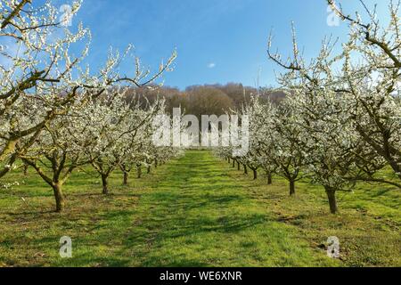 Francia, Meurthe et Moselle, Cotes de Toul, Lagney, Cherry Plum alberi in fiore Foto Stock