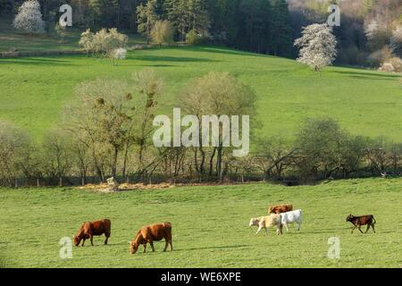 Francia, Meurthe et Moselle, Cotes de Toul, paesaggio di campagna Foto Stock