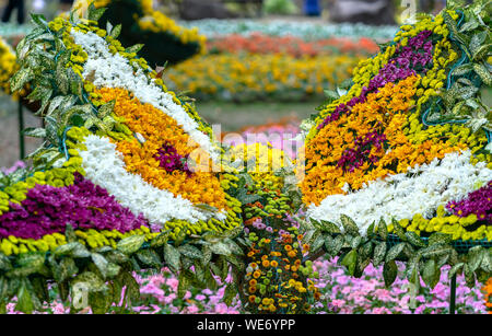 Tappeto di margherite arte progettato più come una forma di farfalla nel giardino di primavera Foto Stock