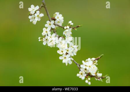 Francia, Meurthe et Moselle, Cotes de Toul, Boucq, Cherry Plum alberi in fiore Foto Stock