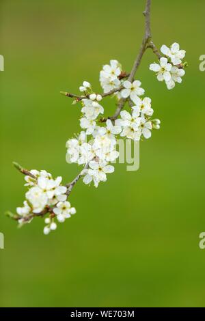 Francia, Meurthe et Moselle, Cotes de Toul, Boucq, Cherry Plum alberi in fiore Foto Stock