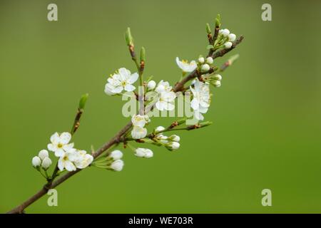 Francia, Meurthe et Moselle, Cotes de Toul, Boucq, Cherry Plum alberi in fiore Foto Stock