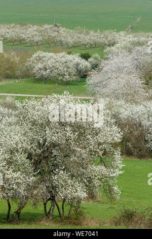 Francia, Meurthe et Moselle, Cotes de Toul, Boucq, Cherry Plum alberi in fiore Foto Stock