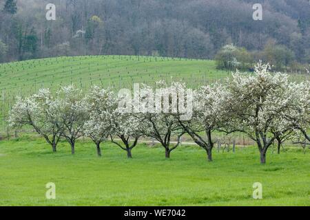 Francia, Meurthe et Moselle, Cotes de Toul, Boucq, Cherry Plum alberi in fiore Foto Stock