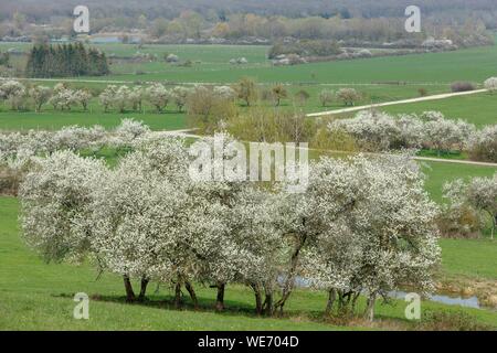 Francia, Meurthe et Moselle, Cotes de Toul, Boucq, Cherry Plum alberi in fiore Foto Stock