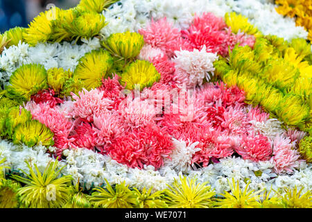 Tappeto di margherite arte progettato più come una forma di farfalla nel giardino di primavera Foto Stock