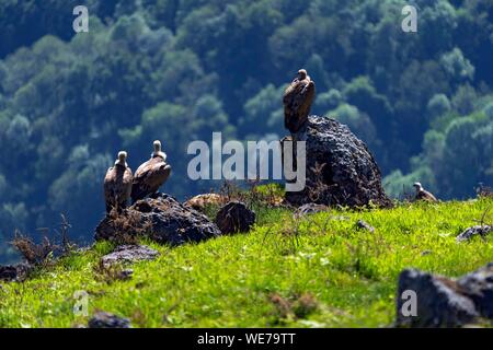 Francia, Pirenei Atlantiques, Paese Basco di Saint Etienne de Baigorry regione, grifone (Gyps fulvus) Foto Stock