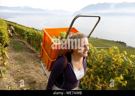 La Svizzera, Canton Vaud, Lavaux, Rivaz village, vigneti dal lago Lemano, Chaudet vigneti è gestito dalla famiglia Briaux Foto Stock