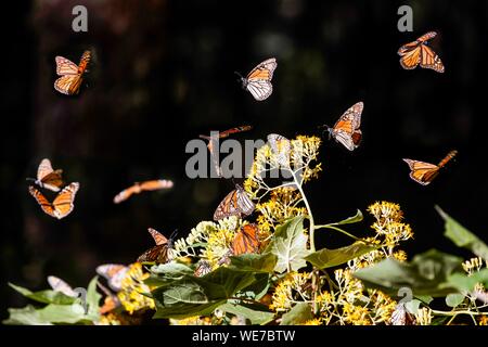 Messico, Michoacan stato, Angangueo, Patrimonio Mondiale dell Unesco, farfalla monarca Riserva della Biosfera di El Rosario, farfalle monarca (Danaus plexippus) Foto Stock