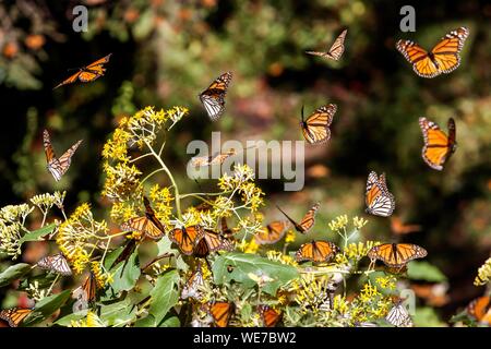 Messico, Michoacan stato, Angangueo, Patrimonio Mondiale dell Unesco, farfalla monarca Riserva della Biosfera di El Rosario, farfalle monarca (Danaus plexippus) Foto Stock