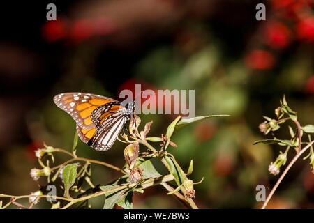 Messico, Michoacan stato, Angangueo, Patrimonio Mondiale dell Unesco, farfalla monarca Riserva della Biosfera di El Rosario, farfalla monarca (Danaus plexippus) Foto Stock