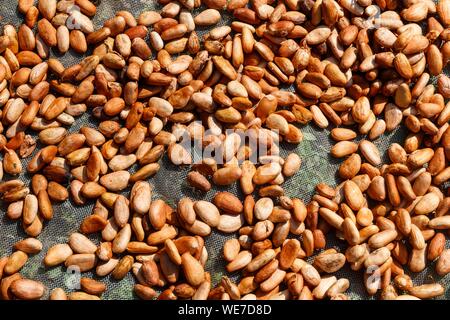 Messico, Chiapas, las Nubes, le fave di cacao Foto Stock