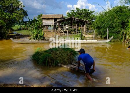 Cambogia, Kompong Thom, provincia di Kompong Thom o Kampong Thom, allagato villaggio al tempo di monsone Foto Stock