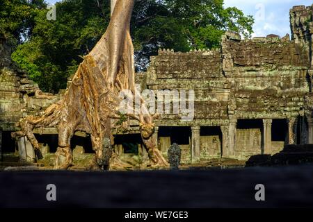 Cambogia Angkor sulla lista del Patrimonio Mondiale dell'UNESCO, Preah Khan di Angkor, costruito nel 1191 dal Re Jayavarman VII Foto Stock