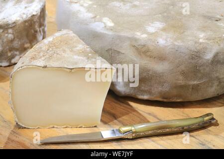 Francia, Tarn, Monts de Lacaune, Viane, Fabre latteria, pecore tommes del paese (con un laguiole coltello) Foto Stock