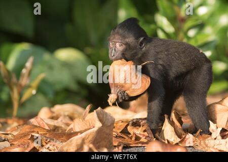 Indonesia, Celebes, Sulawesi, Tangkoko National Park, Celebes crestata o macaco crestato macaco nero, Sulawesi crested macaco o il black ape (Macaca nigra), Giovani Foto Stock