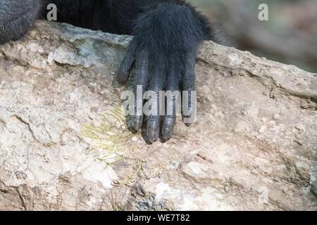 Indonesia, Celebes, Sulawesi, Tangkoko National Park, Celebes crestata o macaco crestato macaco nero, Sulawesi crested macaco o il black ape (Macaca nigra), mano dettaglio Foto Stock