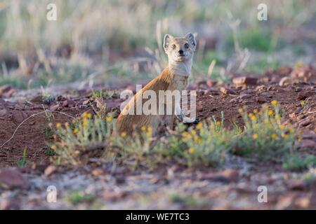 Sud Africa, riserva privata, giallo (mongoose Cynictis penicillata) Foto Stock