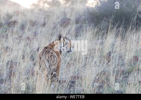 Sud Africa, riserva privata, asiatico (Bengala) Tiger (Panthera tigris tigris), riposo Foto Stock