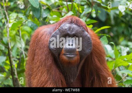 Indonesia, Borneo, Tanjung messa National Park, Bornean orangutan (Pongo pygmaeus pygmaeus), maschio adulto in una struttura ad albero Foto Stock
