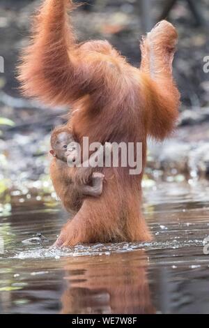 Indonesia, Borneo, Tanjung messa National Park, Bornean orangutan (Pongo pygmaeus pygmaeus), maschio adulto vicino dall'acqua del fiume Sekonyer Foto Stock