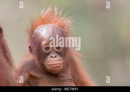 Indonesia, Borneo, Tanjung messa National Park, Bornean orangutan (Pongo pygmaeus pygmaeus), Baby Foto Stock